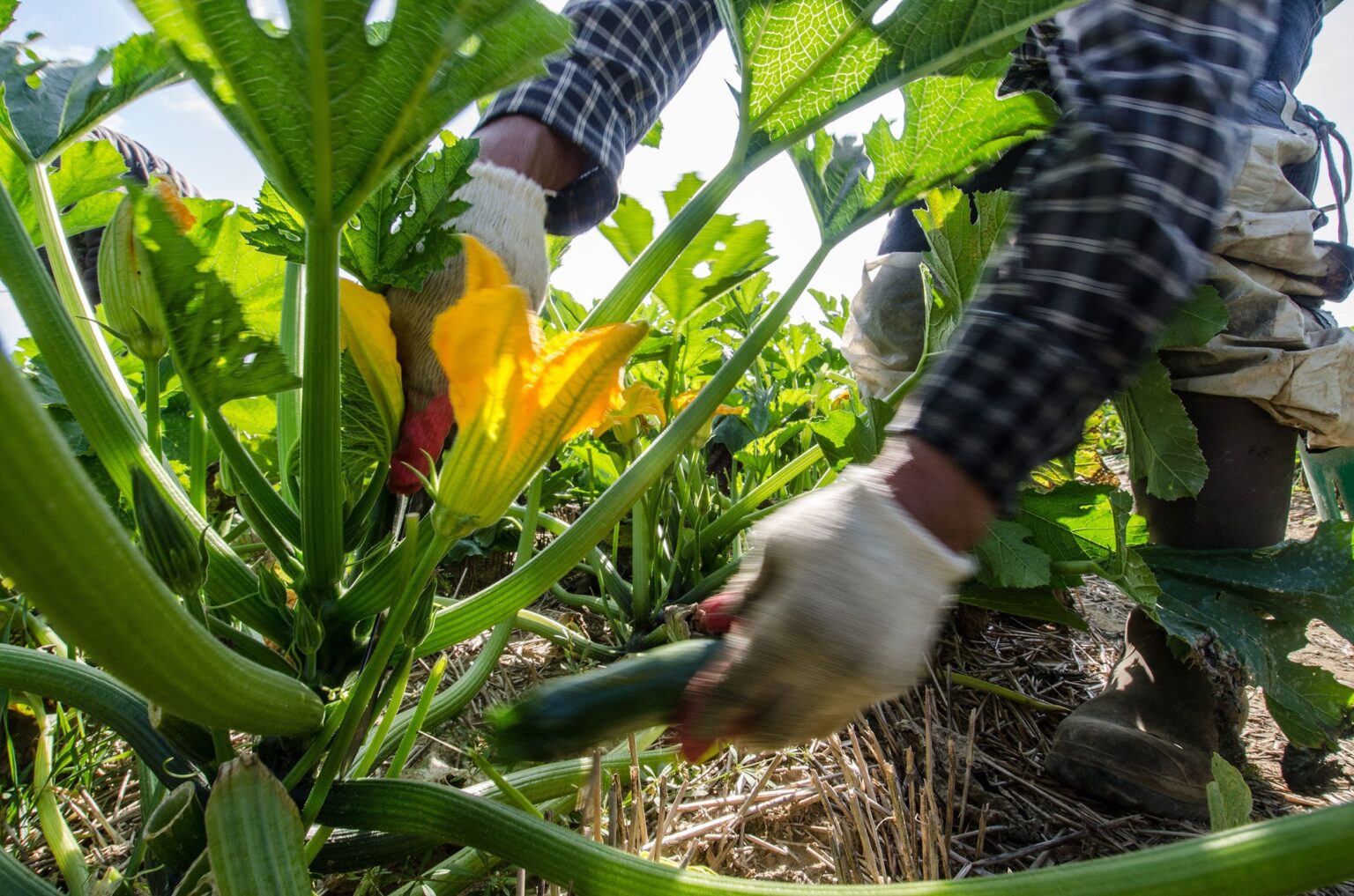 Virginia Dems Push to Increase Farm Worker Minimum Wage